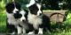 Border Collie Puppies for sale in Detroit, MI, USA. price: NA