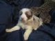 Border Collie Puppies for sale in Aurora, CO, USA. price: NA