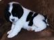 Border Collie Puppies for sale in Jersey City, NJ, USA. price: NA