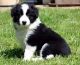 Border Collie Puppies for sale in Chula Vista, CA, USA. price: NA