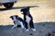 Border Collie Puppies for sale in Berkeley, CA, USA. price: NA