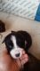 Border Collie Puppies for sale in Berkeley, CA, USA. price: NA
