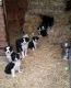 Border Collie Puppies for sale in Montgomery, AL, USA. price: NA
