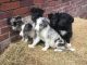 Border Collie Puppies for sale in Montgomery, AL, USA. price: NA