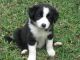 Border Collie Puppies for sale in Delaware, AR 72835, USA. price: $400
