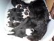 Border Collie Puppies for sale in Carlsbad, CA, USA. price: NA
