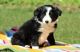 Border Collie Puppies for sale in Columbus, GA, USA. price: NA