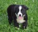 Border Collie Puppies for sale in Lyndon, KS 66451, USA. price: $300