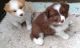 Border Collie Puppies for sale in Fontana, CA, USA. price: NA