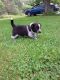 Border Collie Puppies for sale in San Jose, CA, USA. price: NA