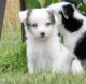 Border Collie Puppies for sale in Ducor, CA 93218, USA. price: NA