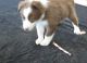 Border Collie Puppies for sale in Denver, CO, USA. price: NA