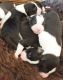 Border Collie Puppies for sale in Huntington Beach, CA, USA. price: NA
