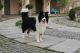 Border Collie Puppies for sale in Hollywood, FL, USA. price: NA