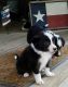 Border Collie Puppies for sale in Santa Cruz, CA, USA. price: NA