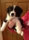 Border Collie Puppies for sale in Burbank, CA, USA. price: NA