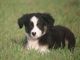 Border Collie Puppies for sale in Baywood-Los Osos, CA 93402, USA. price: NA