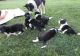 Border Collie Puppies for sale in Washington, VA 22747, USA. price: NA