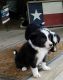 Border Collie Puppies for sale in Vancouver, BC, Canada. price: $500