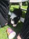Border Collie Puppies for sale in Eureka, CA, USA. price: NA