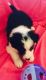Border Collie Puppies for sale in Mississippi State University, MS 39759, USA. price: NA