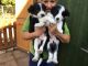 Border Collie Puppies for sale in Fremont County, WY, USA. price: NA