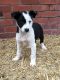 Border Collie Puppies for sale in NJ-38, Cherry Hill, NJ 08002, USA. price: NA