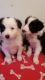 Border Collie Puppies for sale in Chicago, IL, USA. price: NA