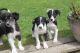 Border Collie Puppies for sale in Lafayette, Newport, AR 72112, USA. price: NA