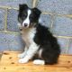 Border Collie Puppies for sale in Little Rock, AR, USA. price: NA