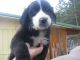 Border Collie Puppies for sale in Post Falls, ID 83854, USA. price: NA