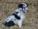 Border Collie Puppies for sale in Maryland City, MD, USA. price: NA