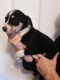 Border Collie Puppies for sale in New York, IA 50238, USA. price: NA