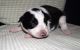 Border Collie Puppies for sale in Texas City, TX, USA. price: NA