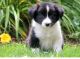 Border Collie Puppies for sale in Seattle, WA 98103, USA. price: NA