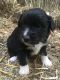 Border Collie Puppies for sale in Castle Pines, CO 80108, USA. price: $250