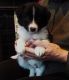 Border Collie Puppies for sale in Court Pl, Denver, CO, USA. price: NA