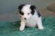 Border Collie Puppies for sale in SC-14, Fountain Inn, SC 29644, USA. price: NA