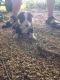 Border Collie Puppies for sale in California St, San Francisco, CA, USA. price: NA