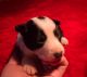 Border Collie Puppies for sale in Athens, TN 37303, USA. price: NA