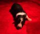 Border Collie Puppies for sale in Athens, TN 37303, USA. price: NA