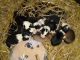Border Collie Puppies for sale in MD-355, Bethesda, MD, USA. price: NA