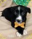 Border Collie Puppies for sale in Albany, OR, USA. price: NA