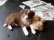 Border Collie Puppies for sale in Boston, MA, USA. price: NA