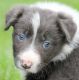 Border Collie Puppies for sale in Raleigh, NC, USA. price: NA