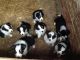 Border Collie Puppies for sale in Dallas, TX 75270, USA. price: NA