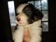 Border Collie Puppies for sale in Chase, MI, USA. price: $400