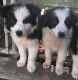 Border Collie Puppies for sale in Decatur, IL, USA. price: NA