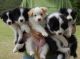 Border Collie Puppies for sale in Beaverton, OR, USA. price: NA