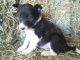 Border Collie Puppies for sale in Maryville, MO 64468, USA. price: NA